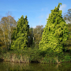 Photo by Phiish showcase