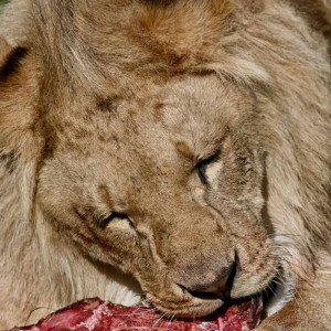 Photo by Phiish showcase