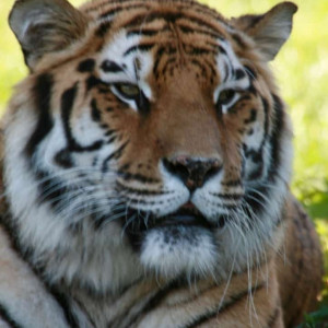 Photo by Phiish showcase