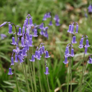 Photo by Phiish showcase