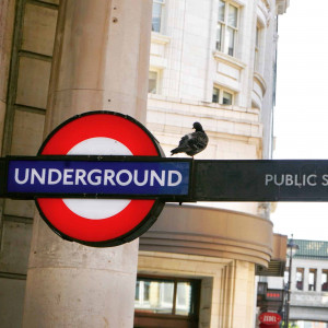 Photo by Phiish showcase